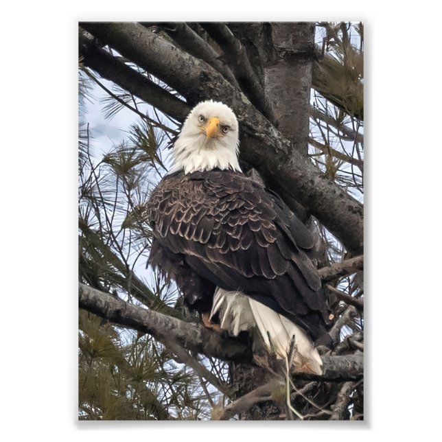 Impression Photo Aigle Bald Me Regardant (Devant)