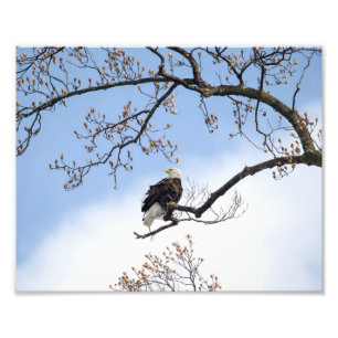 Impression Photo Aigle Balle Dans L'Arbre Tulipe