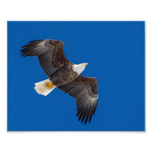 Impression Photo Aigle Balle Dans Le Ciel Bleu