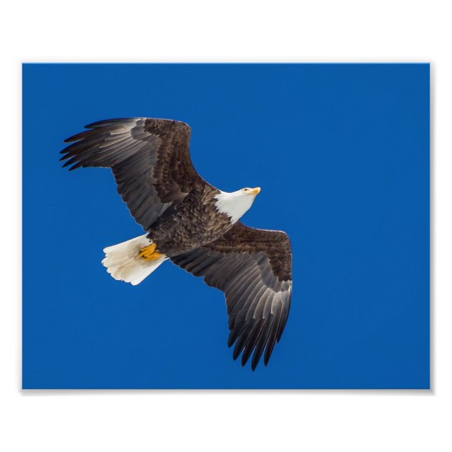 Impression Photo Aigle Balle Dans Le Ciel Bleu (Devant)