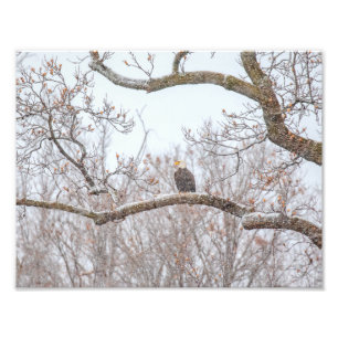 Impression Photo Aigle Balle En Neige
