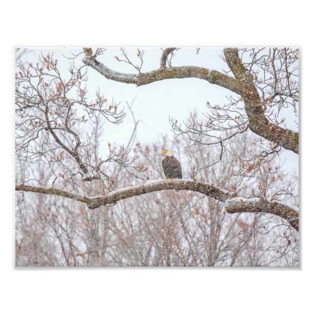 Impression Photo Aigle Balle En Neige (Devant)