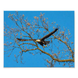 Impression Photo Aigle Balle Sur Bleu