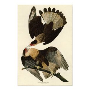 Impression Photo Aigle Brasilien Caracara, Audubon Birds of America