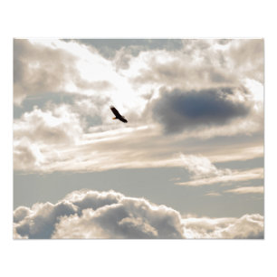 Impression Photo Aigle chauve