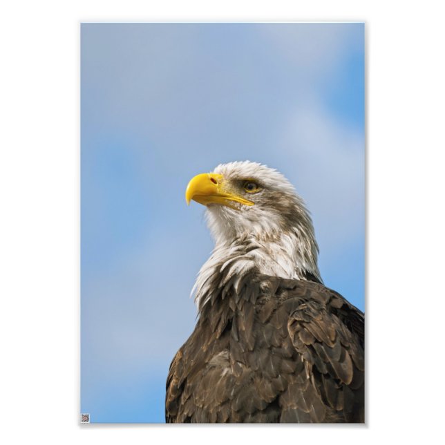 Impression Photo Aigle de Bald (Devant)
