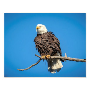 Impression Photo Aigle de Bald sur une branche d'arbre