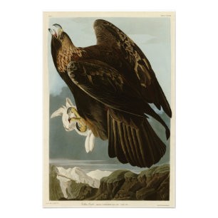 Impression Photo Aigle d'or des oiseaux d'Amérique d'Audubon