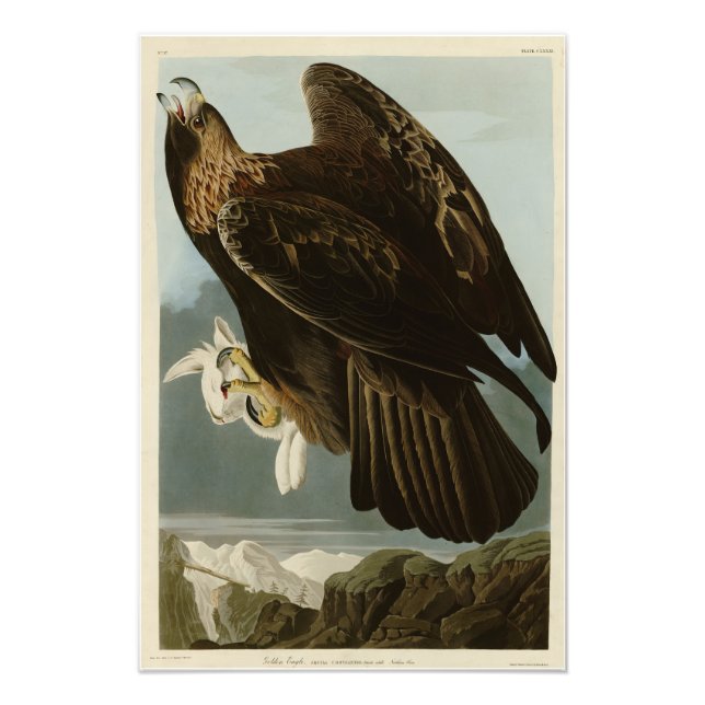 Impression Photo Aigle d'or des oiseaux d'Amérique d'Audubon (Devant)