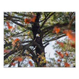 Impression Photo Aigle et Feuilles en chute