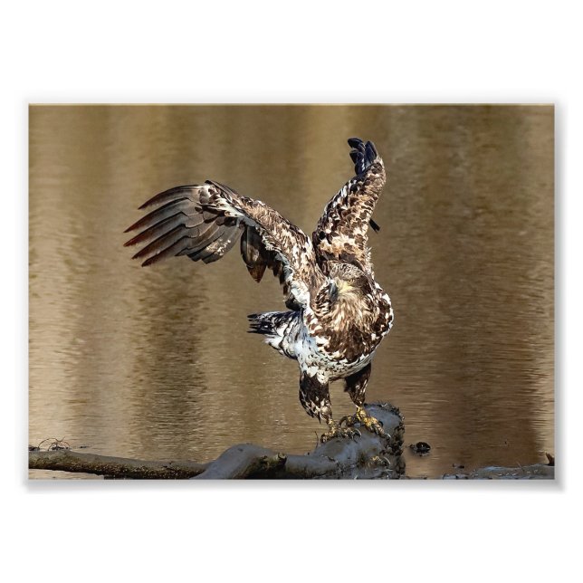 Impression Photo Aigle immature aux pieds boueux (Devant)