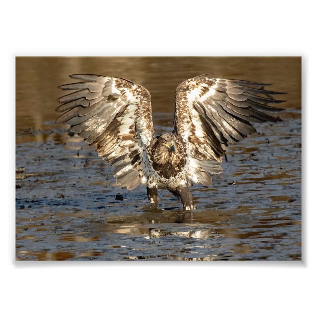 Impression Photo Aigle Immature Se Tenant Dans La Boue (Devant)