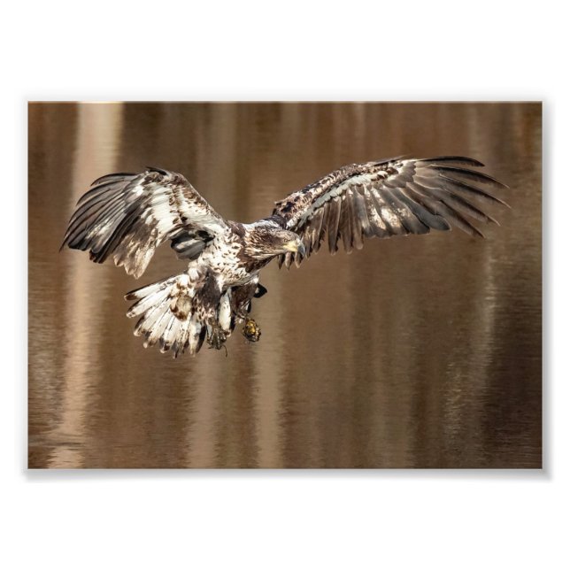 Impression Photo Aigle immature vole avec pieds boueux (Devant)