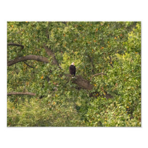 Impression Photo Aigle Lone