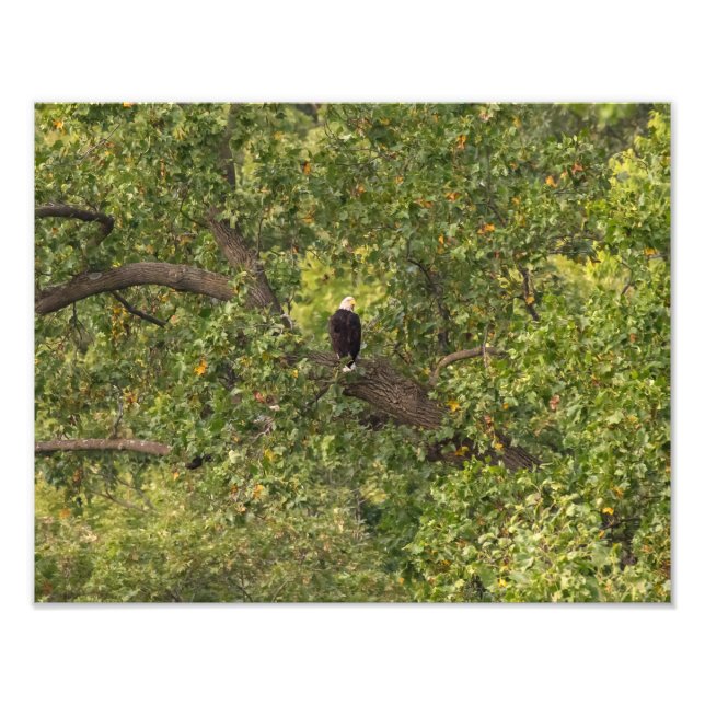 Impression Photo Aigle Lone (Devant)