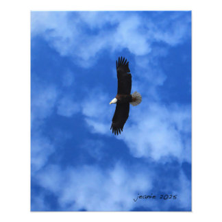Impression Photo Aigle sur l'aile