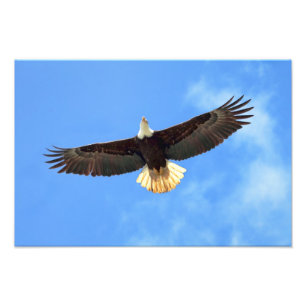 Impression Photo Aigle volant