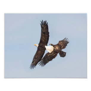 Impression Photo Aigles jeunes et adultes