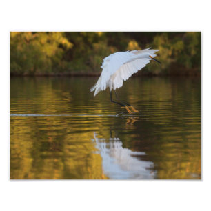 Impression Photo Aiguille en vol au-dessus de Golden Pond