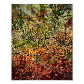 Impression Photo Aiguilles de pin d'automne 