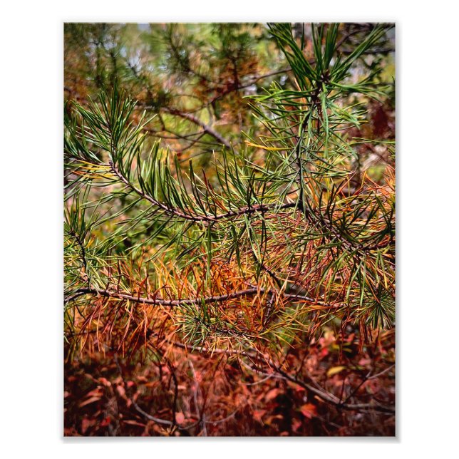Impression Photo Aiguilles de pin d'automne  (Devant)