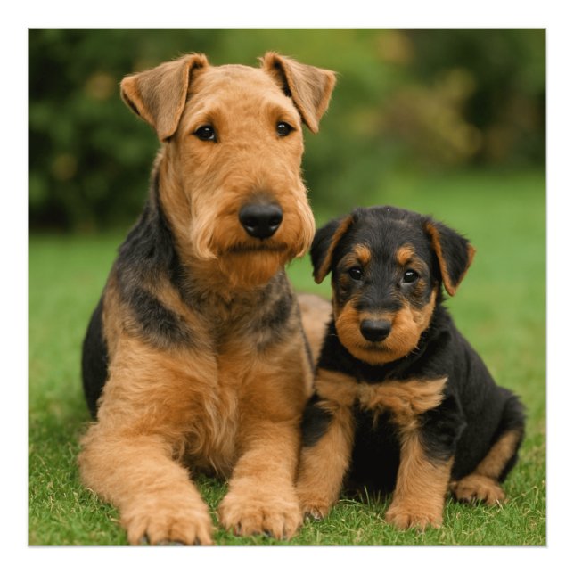 Impression Photo Airedale Terrier Avec Chiot (Devant)