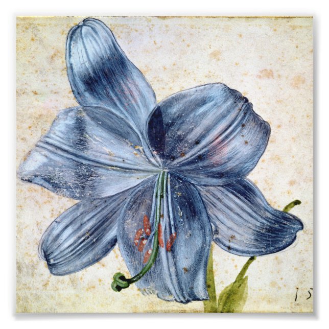 Impression Photo Albrecht Durer - Étude D'Une Lily (Devant)