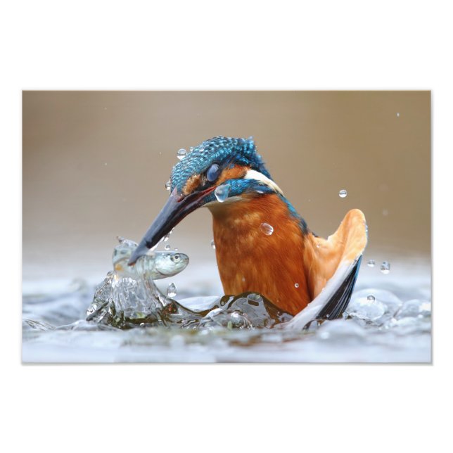 Impression Photo Alcedo Atthis Kingfisher eau de chasse Luca Casale (Devant)