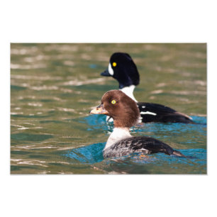Impression Photo Alert Goldeneye