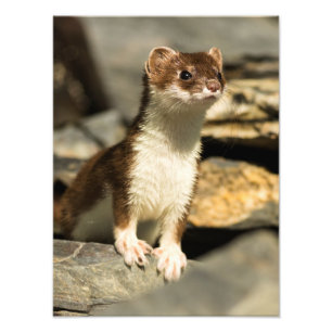Impression Photo Alerte Weasel