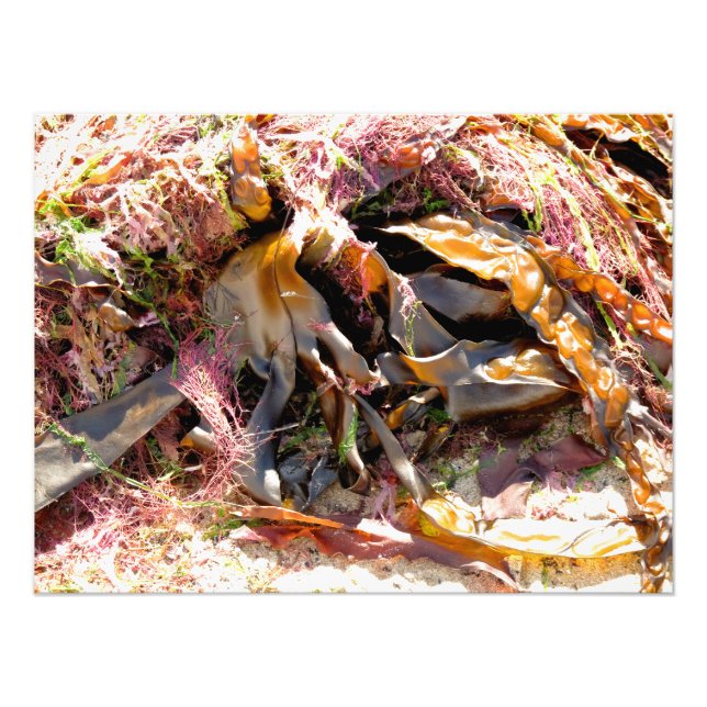 IMPRESSION PHOTO ALGUES (Devant)