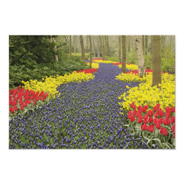 Impression Photo Allée de muscaris, de jonquilles et de (Devant)