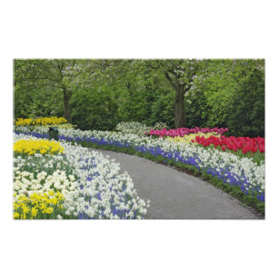 Impression Photo Allée de trottoir à travers les tulipes et les jon