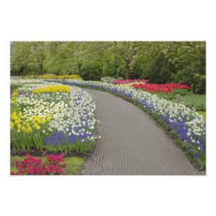 Impression Photo Allée de trottoir à travers les tulipes et les jon
