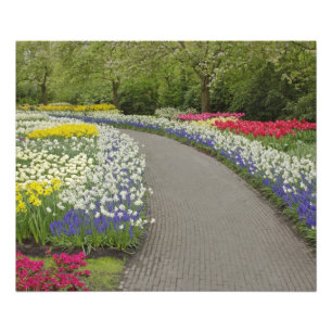 Impression Photo Allée de trottoir à travers les tulipes et les jon