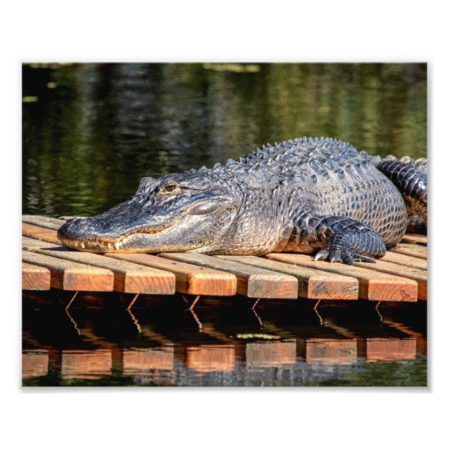 Impression Photo Alligator 10x8 à Homosassa Springs Wildlife State (Devant)