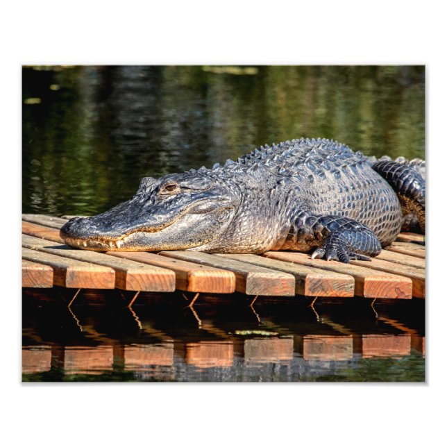 Impression Photo Alligator 14x11 à Homosassa Springs Wildlife Park (Devant)