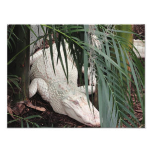 Impression Photo Alligator albino