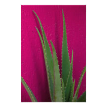 Aloès rose - Beaux-arts - Aloe Vera contre rose