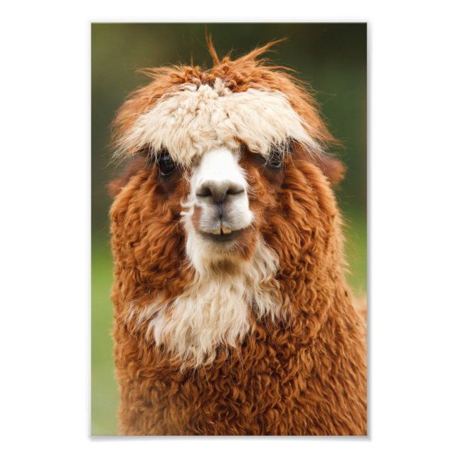 Impression Photo Alpaca (Devant)