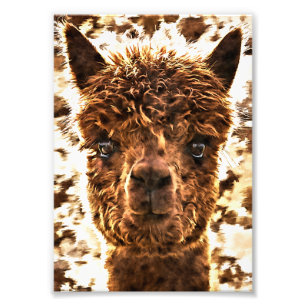 Impression Photo Alpacas de face entière