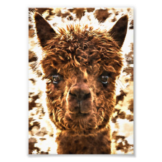 Impression Photo Alpacas de face entière