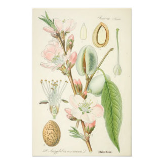 Impression Photo Amandiers, Amygdalus communis,