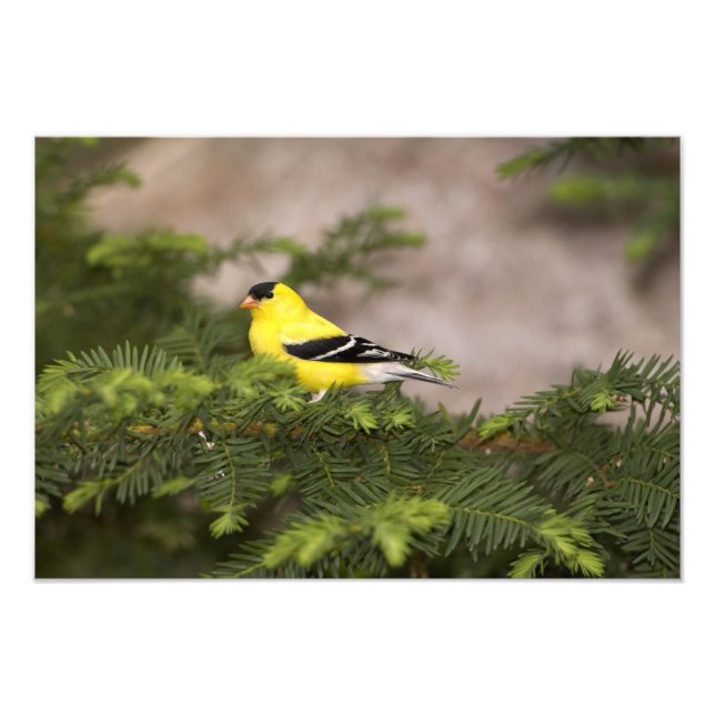 Impression Photo Américain Goldfinch mâle dans un arbre (Devant)