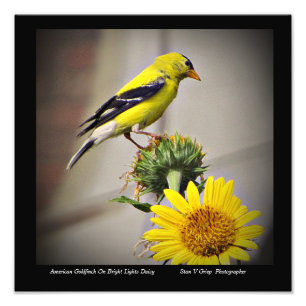 Impression Photo American Goldfinch On Daisy Wall Art Print