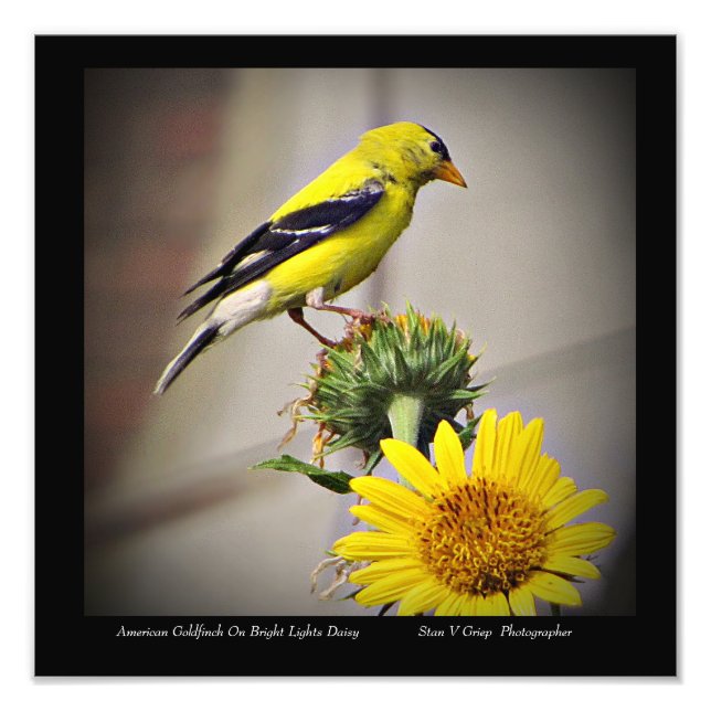 Impression Photo American Goldfinch On Daisy Wall Art Print (Devant)