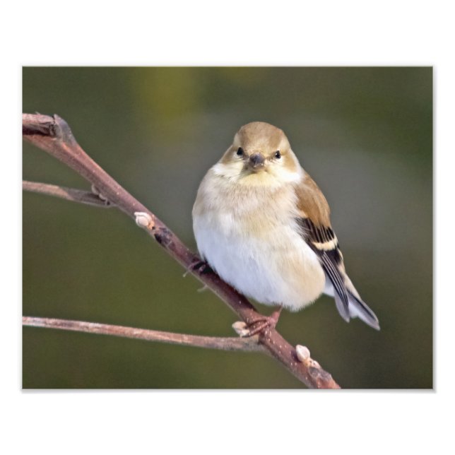 Impression Photo American Goldfinch vous regarde (Devant)