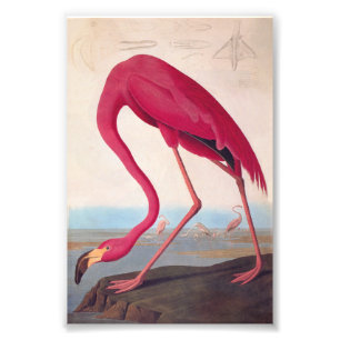 Impression Photo American Pink Flamant rose Audubon Vintage Boite
