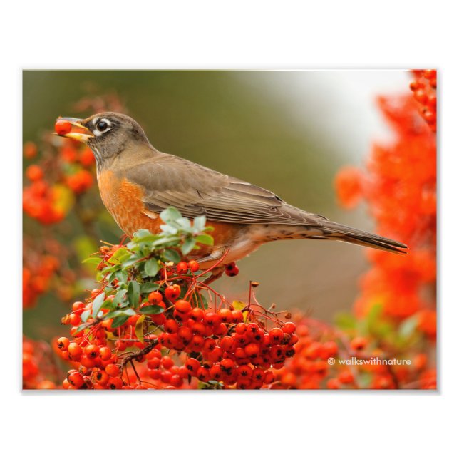 Impression Photo American Robin aime Pyracantha Berries (Devant)