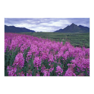 Impression Photo Amérique du Nord, Canada, Yukon. Floraison d'épilo